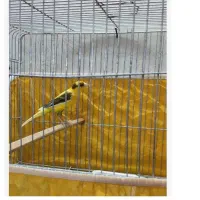 نر ابلغ معاوضه با نر سبز یا سفید یک تیغ|پرنده|اصفهان, سنجوانمره|دیوار