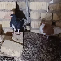 کفتر|پرنده|شیراز, کفترک|دیوار