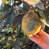 بالنگ|خوردنی و آشامیدنی|تولم شهر, |دیوار