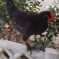 خروس نیمچه مرندی سیاه