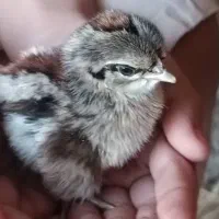 جوجه قشنگ 20 روزه