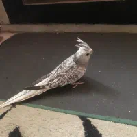 عروس هلندی ایزابلا