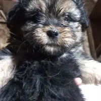 سگ شیتزو و اشپیتز