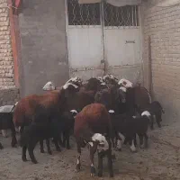 میش بره|حیوانات مزرعه|بروجرد, |دیوار