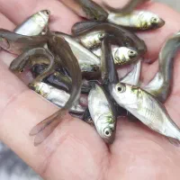 فیتوفاک سایز ۲بند شارژ شد