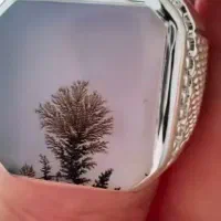انگشتر شجر تک درخت
