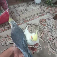 جفت عروس هلندی|پرنده|خمینیشهر, |دیوار