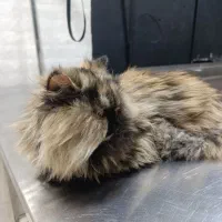 گربه پرشین ماده