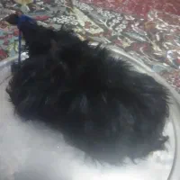 خیگ روغن محلی یاپوست بزغاله درحدسه کیلوروغن میگره