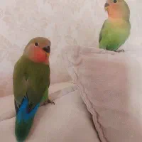 کوتوله برزیلی ۳ماهه دونخور نیمه دستی|پرنده|مشهد, فارغ التحصیلان|دیوار