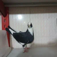 قره مینا کرمونی کاکلی ماده|پرنده|چناران, |دیوار