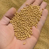 فروش گندم وجو