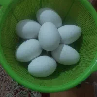 تخم قوغاز اکراینی