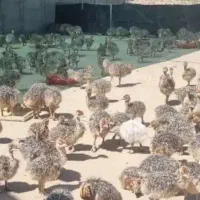 پخش جوجه شتر مرغ بالای ۱۰ عدد|حیوانات مزرعه|قزوین, |دیوار