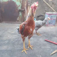 مرغ و خروس لاری