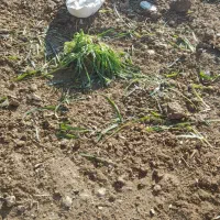 قو غاز|حیوانات مزرعه|گیان, |دیوار