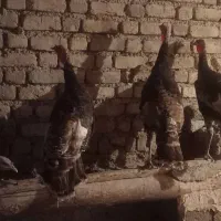 بوقلمون|حیوانات مزرعه|دینور, |دیوار