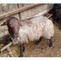 فروش ۸ راس گوسفند نر و ماده همو|حیوانات مزرعه|جلین, |دیوار