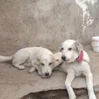 واگذاری 5ماه خراسانی