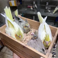 جوجه عروس هلندی|پرنده|اصفهان, رکن الدوله شرقی|دیوار