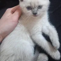 واگذاری گربه بریتیش