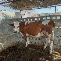 گوساله سمینتال اصل