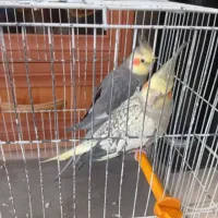 جفت نروماده عروس هلندی