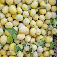 آلو خوانساری