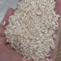 برنج شمشیری درجه یک به شرط پخت و مزه