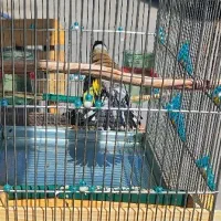 سهره سیاه فوری گل نارنجی