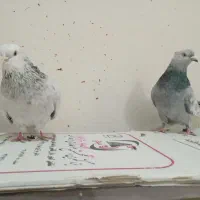 جفت سینه سبز و آبی،سینه سیاه|پرنده|قوچان, |دیوار