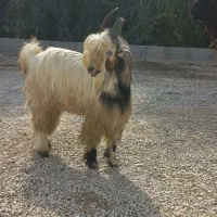 بره نر چهل پنج بیگ نر بیست پنج چاق چاق