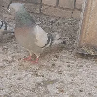 کبوتر|پرنده|بروجن, |دیوار