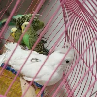 مرغ عشق نر|پرنده|خرمشهر, |دیوار