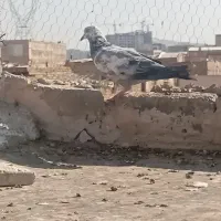 کفتر گرفتنی|پرنده|قم, شاد قلی|دیوار