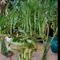 بامبو.شیشه.قطره.مکمل|گل و گیاه طبیعی|قم, شهرک مهدیه|دیوار