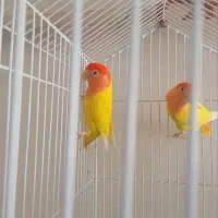 طوطی برزیلی مولد اوپال|پرنده|قزوین, |دیوار
