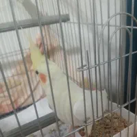 عروس هلندی نر|پرنده|رشت, گلزاران|دیوار