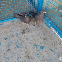 کفتر ماده سیاه بهبهونی دو کاکله|پرنده|شیراز, شهرک رضوان|دیوار