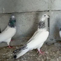 کبوتر فروشی پاکستانی