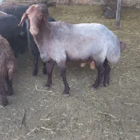 قوچ افشاری بره گوسفند