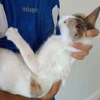 گربه ماده|گربه|بندرعباس, |دیوار