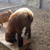 بره نر درجه یک|حیوانات مزرعه|سعدآباد, |دیوار