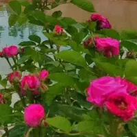 باغ-1800-متر-علویجه-مهردشت