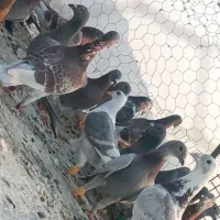 پرنده|پرنده|برازجان, |دیوار