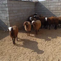 14راس بره نر