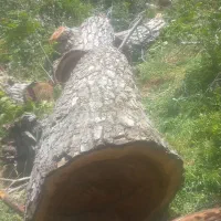 خرید چوب باغی. تخته. هرسکاری. سقفی