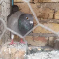 کبوتر پلاکی