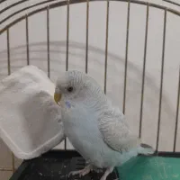 مرغ عشق نر ماده|پرنده|پاکدشت, پاکدشت (مامازند)|دیوار