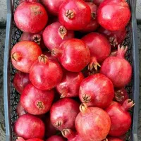 انارت رو صادراتی کن/ با کمترین هزینه و سریع
